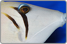 TOP 50 Lei Triggerfish